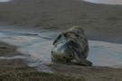Wallowing Seal